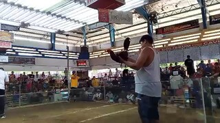 1st fight win mayahin #joeferandkuyaobetgf #backyardbreeder