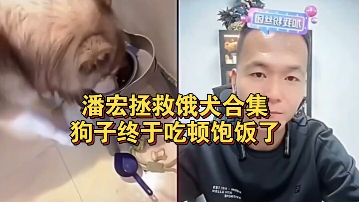 Pan Hong’s Collection of Rescuing Starving Dogs: The Puppies Finally Get a Full Meal!