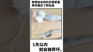 本间向日葵相关豆知识【家猫篇】