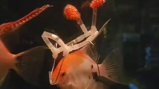 The netizen's pet fish had buoyancy problems and could not swim upright, so he built a small auxilia