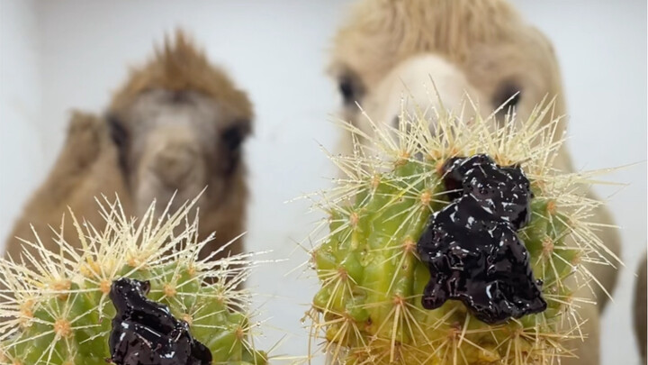 Don’t like the blueberry flavor?