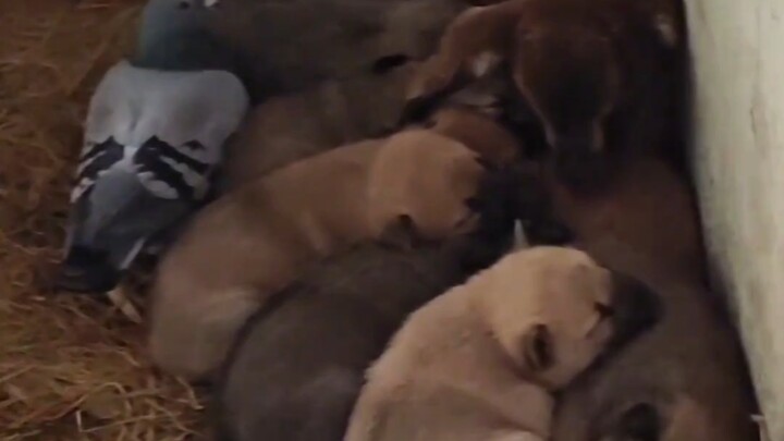 ลูกหมาตัวน้อย: ป้าของฉันเป็นแอร์โฮสเตส