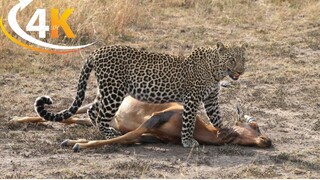 leopard hunt the baby deer