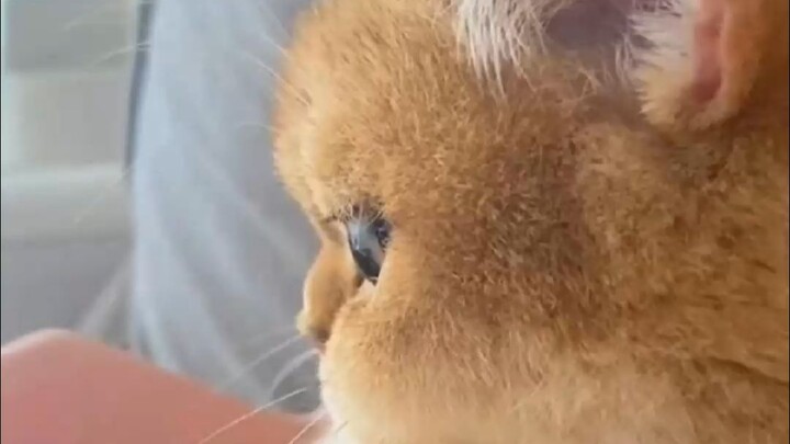 Kucing-kucing itu lucu banget, tapi bisakah kalian mention yang lebih lucu lagi?