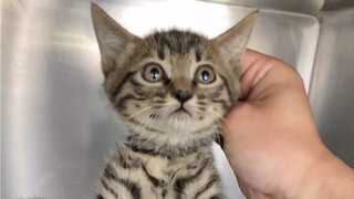 Lagi-lagi ada yang datang untuk mengadopsi anak kucing. Anak-anak kucing dalam satu induk ini benar-