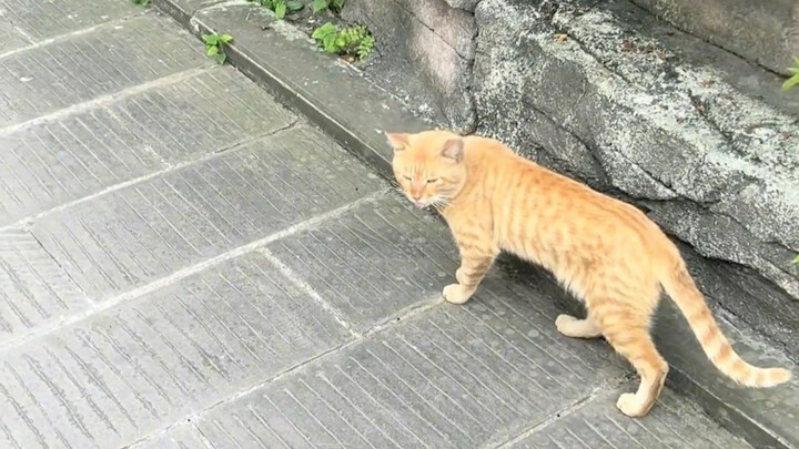 Temui anak kucing dan tebak namanya secara membabi buta