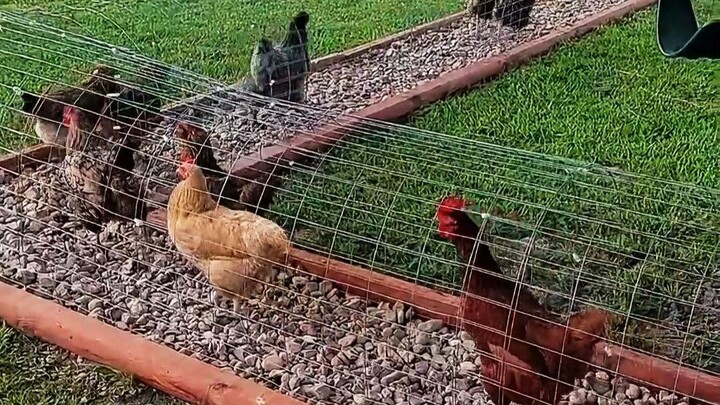 The person who invented tunnel-style chicken farming is truly a genius!