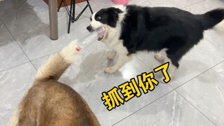 在狗尾巴上绑个瓶子，永动狗就出现了！