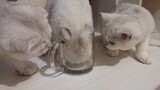 Kittens check if their heads fit in a cup | What is in a cup? Let's get a look! | Funny kittens