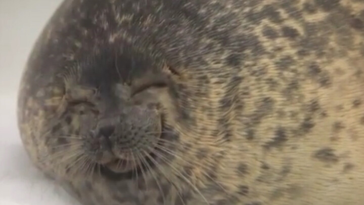 [Seal] Leopard Laughs—Look how happily this super-chubby sesame daifuku is smiling!