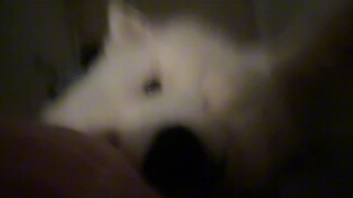 The puppy knows that every time he takes a bath, it means he will sleep with you tonight, so he will