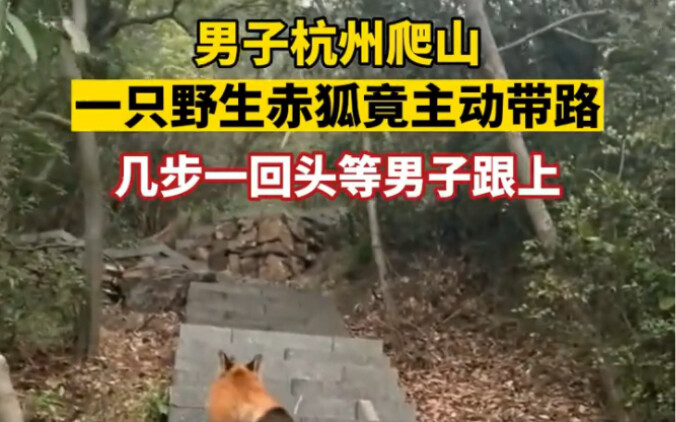 11 Maret (waktu publikasi), seorang pria di Hangzhou yang sedang mendaki gunung secara tak sengaja b