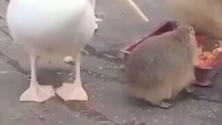 Pelican tries to eat capybara🤣