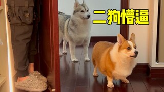 หากคุณเรียกพวกมันจากหลังประตู คอร์กี้และฮัสกี้จะมีปฏิกิริยาอย่างไร?
