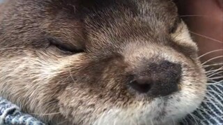 Caring for animals is everyone's responsibility.