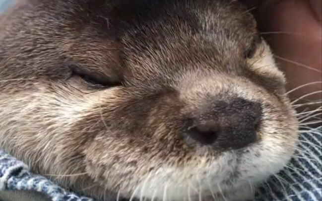 حماية الحيوانات مسؤولية الجميع