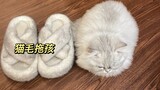แมว: คุณจะไม่ใช้ผมของฉันทำรองเท้าแตะใช่ไหม?