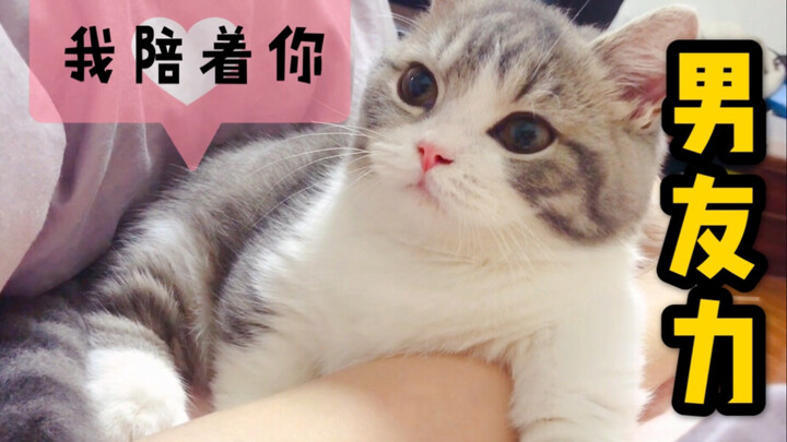 【Buku Harian Buta】Daya tarik pacar seorang kucing! Bayi penghangat hati yang setia menemani tanpa be