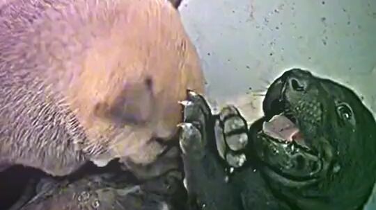 cang cute tanawa nang tuta