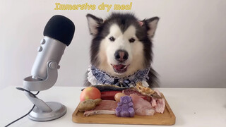 Animal|Alaskan Malamute Eat Its Lunch