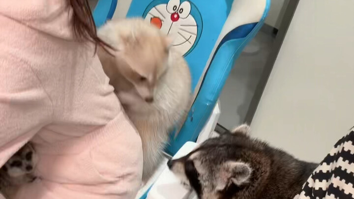 Hai con gấu mèo này ngày nào cũng đánh nhau.