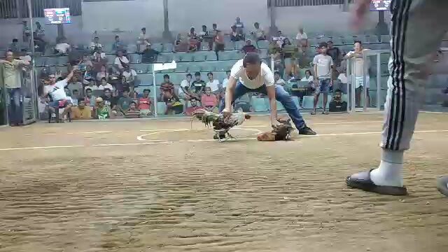 RCO GF BULIK WINNING LINE