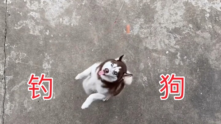 Memancing anjing pakai joran, siapa mau silakan terpancing!