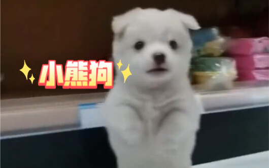 When I first picked it up, I thought it was a dog, but after raising it for over a month, I realized