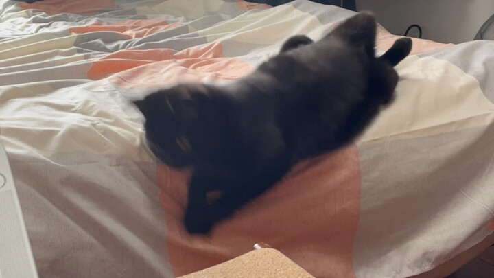 How can a cat even flip over and fall off the bed?