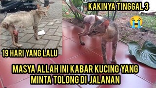Kucing Jalanan Minta Tolong Orang-Orang Lewat Supaya Di Obati Part 2 Sudah Sembuh Setelah Amputasi.!