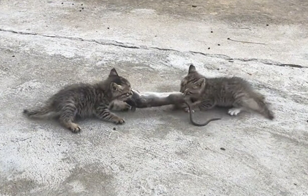 This kitten hasn’t even been weaned yet, and it’s already catching mice!