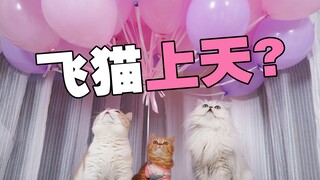 飞猫挑战：给猫咪绑上80个气球能上天吗？