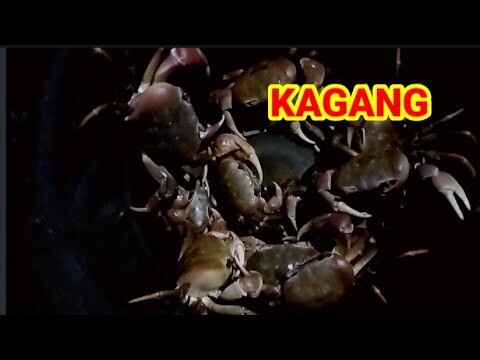 How to cook mud crabs #kagang