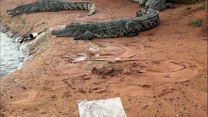 عودِ وقل لأخيك الأكبر إنني أضايقك.