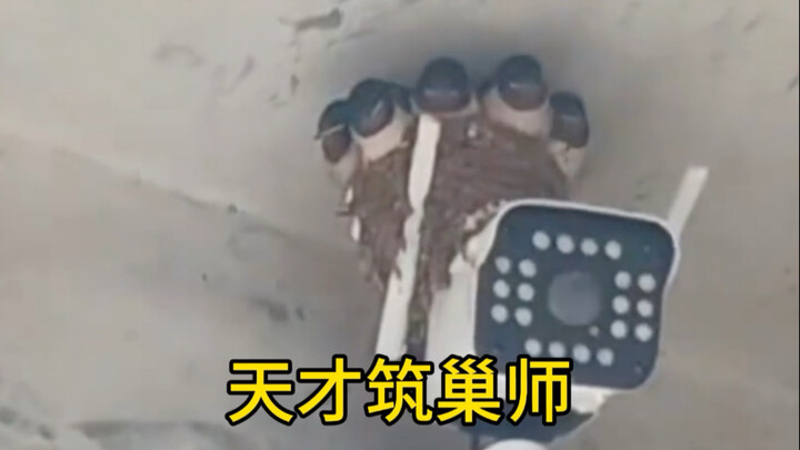 The swallow mom builds her nest on the lamp—turn on the lights at night and it’s a full-on buffet!