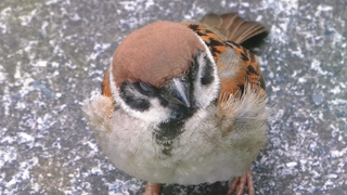 Found a cute little one secretly napping