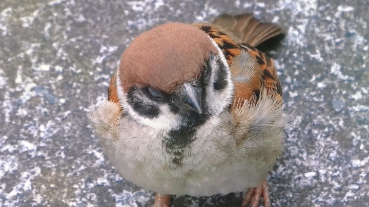 اكتشفت حيوانًا صغيرًا لطيفًا يغفو خلسة