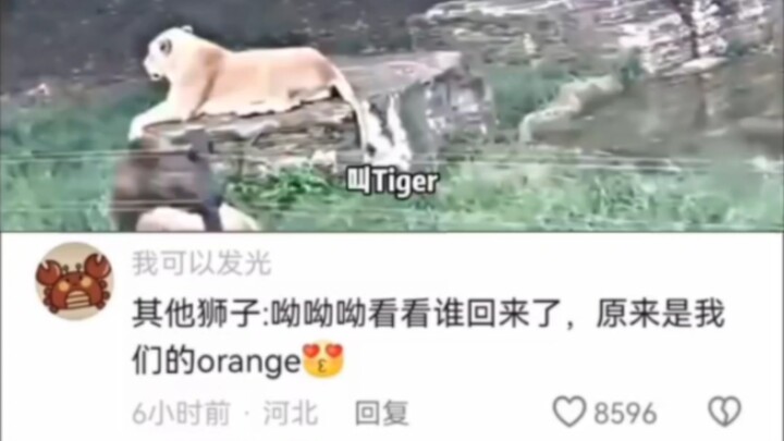 Singa: Cepat jelaskan pada mereka, aku benar-benar tidak bernama orange!