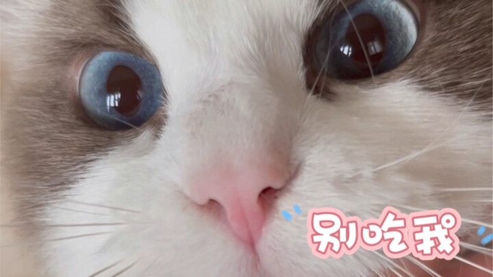 疯狂星期四给我配送了只小猫，能不能吃，挺急的，在线等