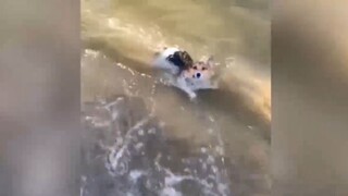 หมาว่า ยน้ำ