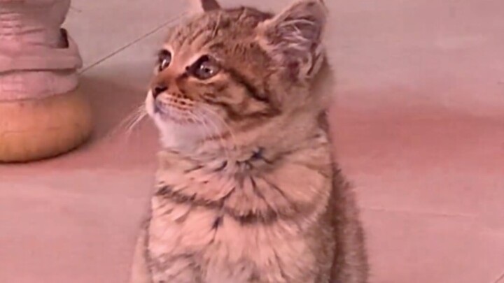 “The little kitten doesn’t understand why it’s wandering around either…”