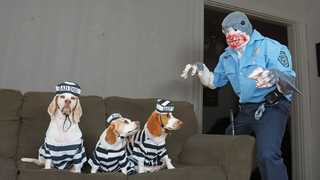 สุนัขถูกจับโดย Shark Cop Prank สุนัขตลก Maymo Penny & Potpie