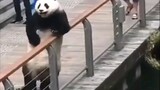 This is a human dressing up as a panda, right?