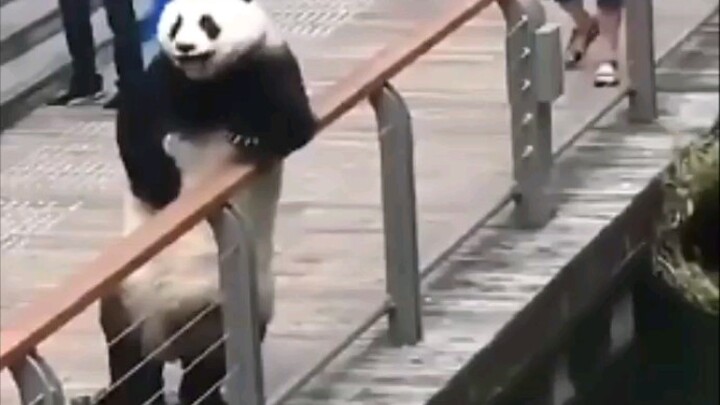 Panda ini sebenarnya manusia bukan?