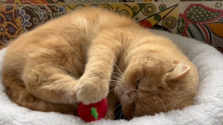 Nice strawberry!