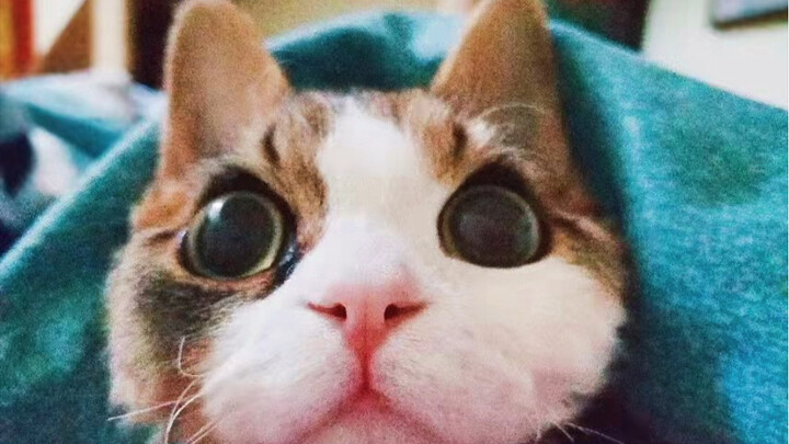 Apa sih hubungan kucing berbulu tebal dengan kelinci…?