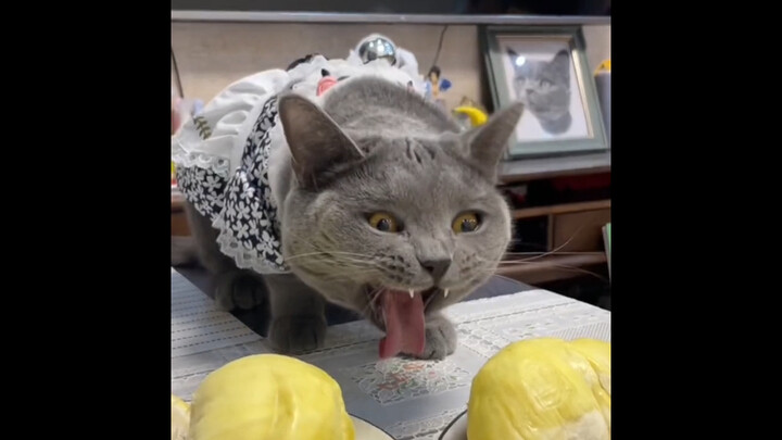 “The Real Reactions of Cats When They Smell Snail Noodles and Durian”