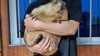This groundhog already weighs 20 kilograms