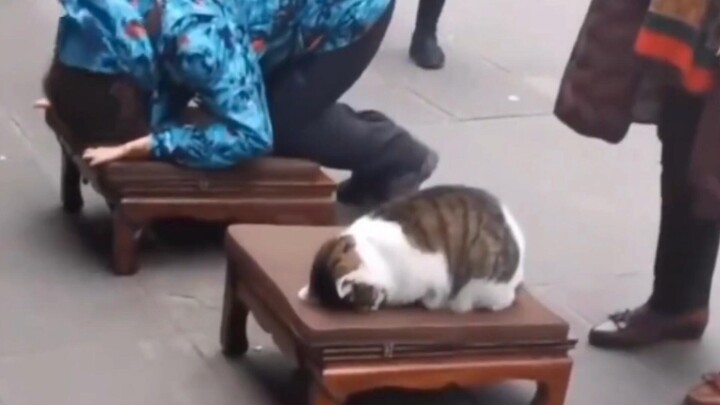 "Mèo ở đâu cũng có thể chợp mắt một chút"