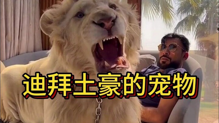 Bagaimana para konglomerat Dubai menjadikan singa buas sebagai hewan peliharaan?